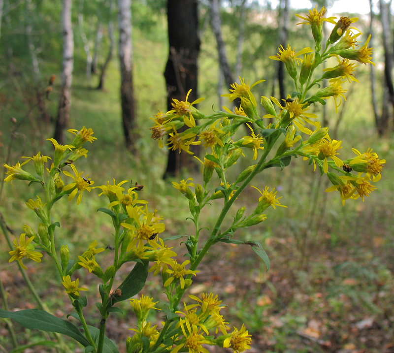 Image of Solidago virgaurea specimen.