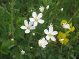 Eremogone micradenia