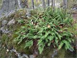 Polypodium vulgare