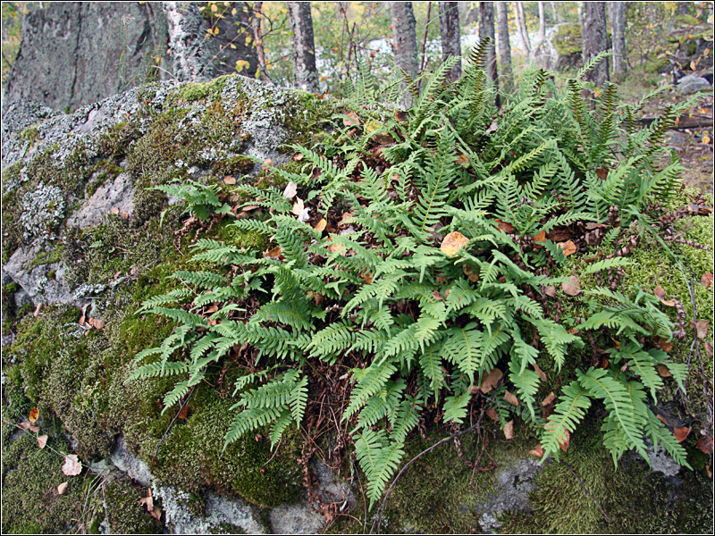 Изображение особи Polypodium vulgare.