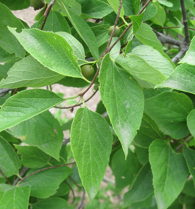 Изображение особи Celtis occidentalis.