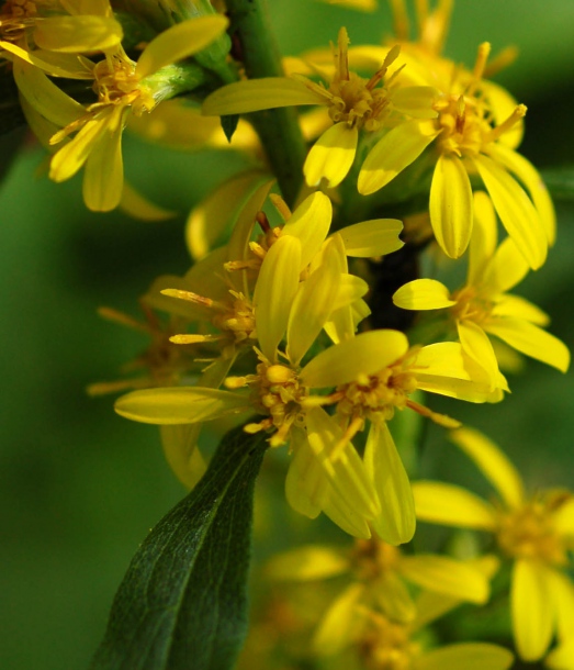 Изображение особи Solidago decurrens.