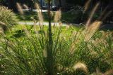 Pennisetum setaceum