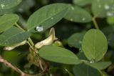 Astragalus glycyphyllos