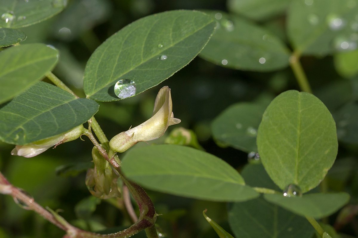 Image of Astragalus glycyphyllos specimen.