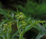 Heracleum sibiricum. Верхушка побега с развивающимися соцветиями и листьями. Московская обл., Раменский р-н, окр. дер. Хрипань, садовый участок. 16.06.2015.