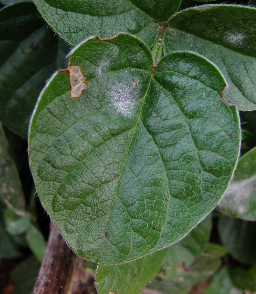 Image of Psoralea bituminosa ssp. pontica specimen.