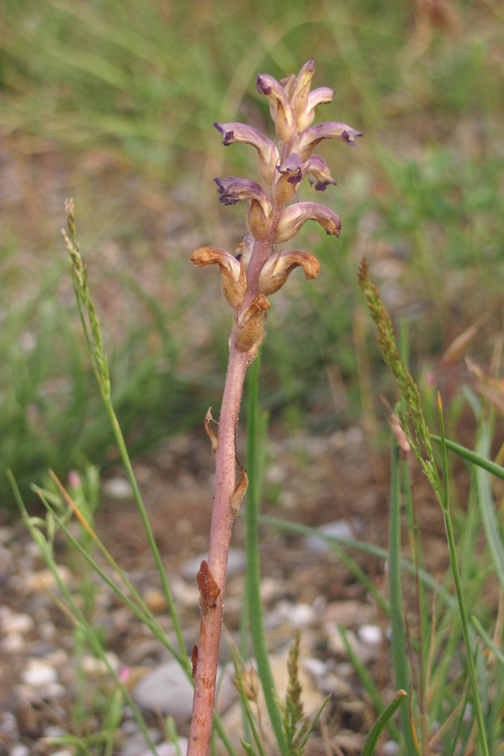 Изображение особи Orobanche cumana.