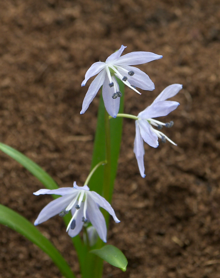 Изображение особи Scilla libanotica.