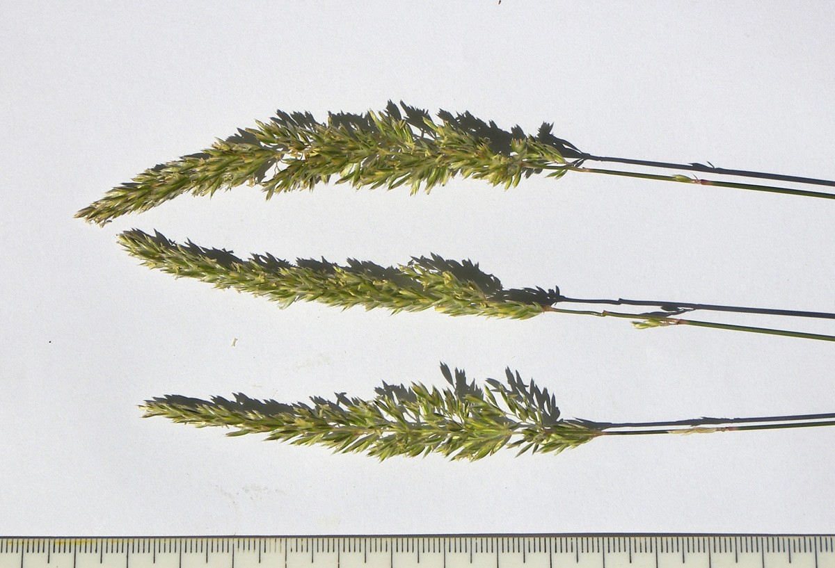Image of Koeleria grossheimiana specimen.