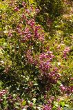 Syzygium smithii