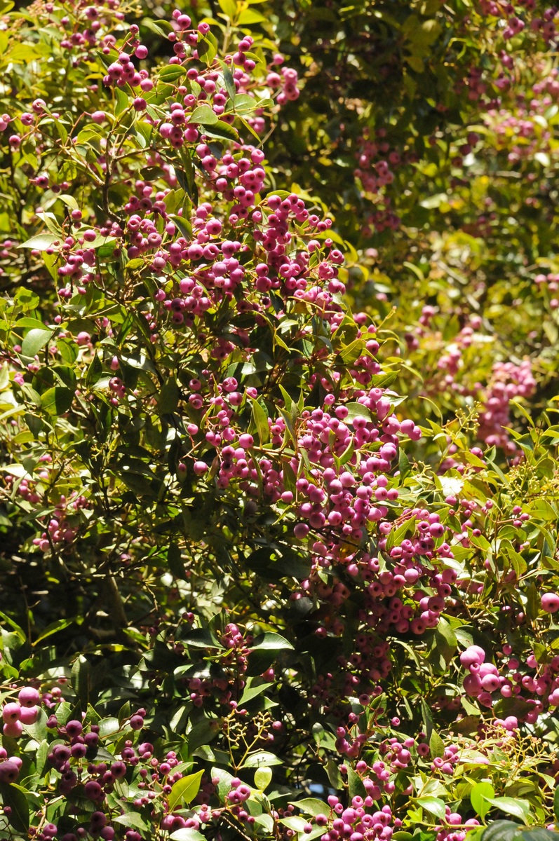 Изображение особи Syzygium smithii.