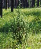 Juniperus communis. Молодое растение. Владимирская обл., Ковровский р-н, окр. дер. Митино, сосновый лес. 04.07.2015.