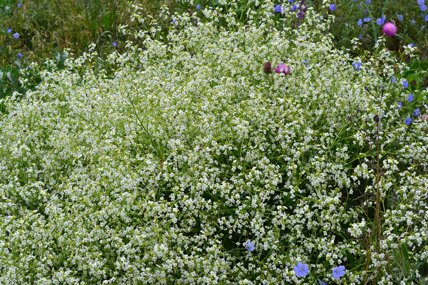 Изображение особи Crambe tataria.