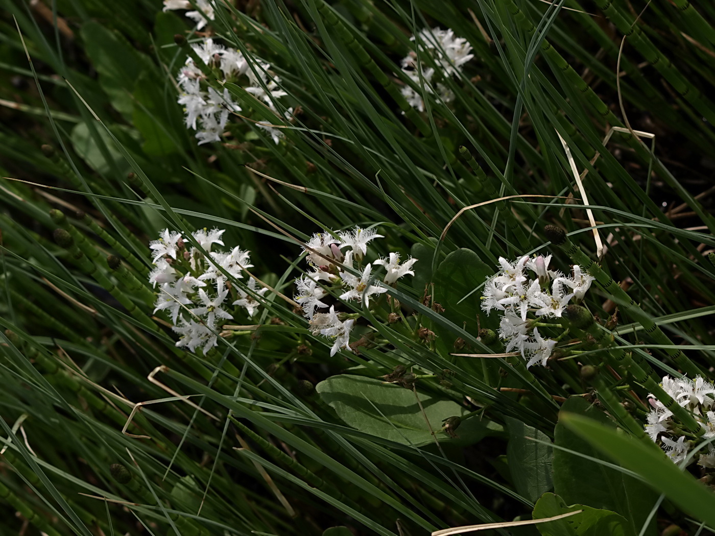 Image of Menyanthes trifoliata specimen.