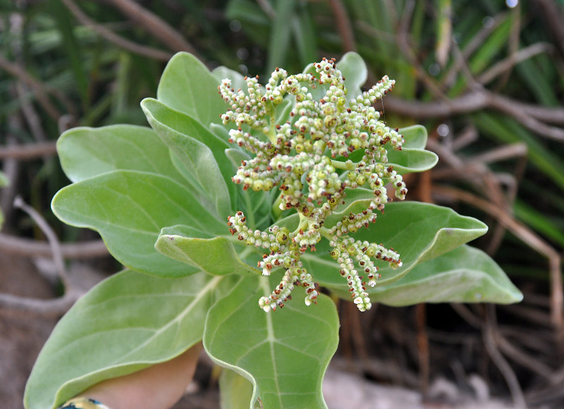 Изображение особи Heliotropium foertherianum.