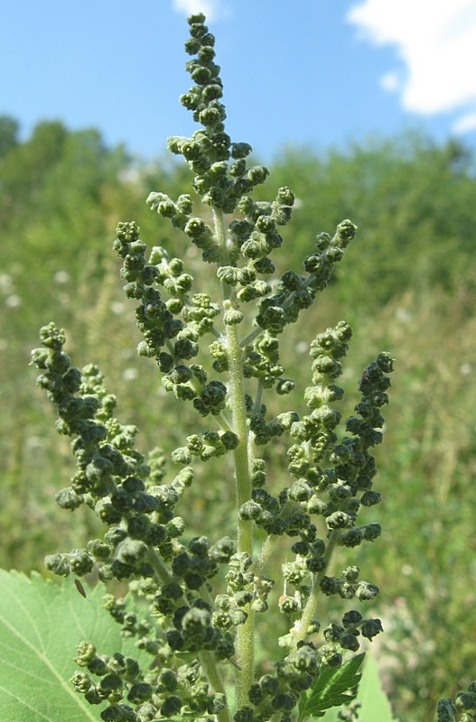 Изображение особи Cyclachaena xanthiifolia.