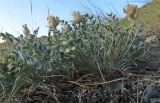 Astragalus ellipsoideus