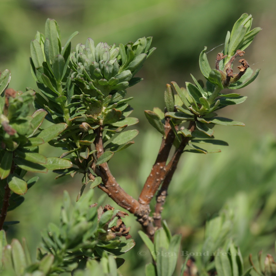 Image of Daphne cneorum specimen.