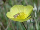 Papaver nudicaule. Цветок с кормящимся мотыльком луговым (Loxostege sticticalis). Иркутская обл., Усть-Ордынский р-н, долина р. Куда, луг. 15.06.2014.