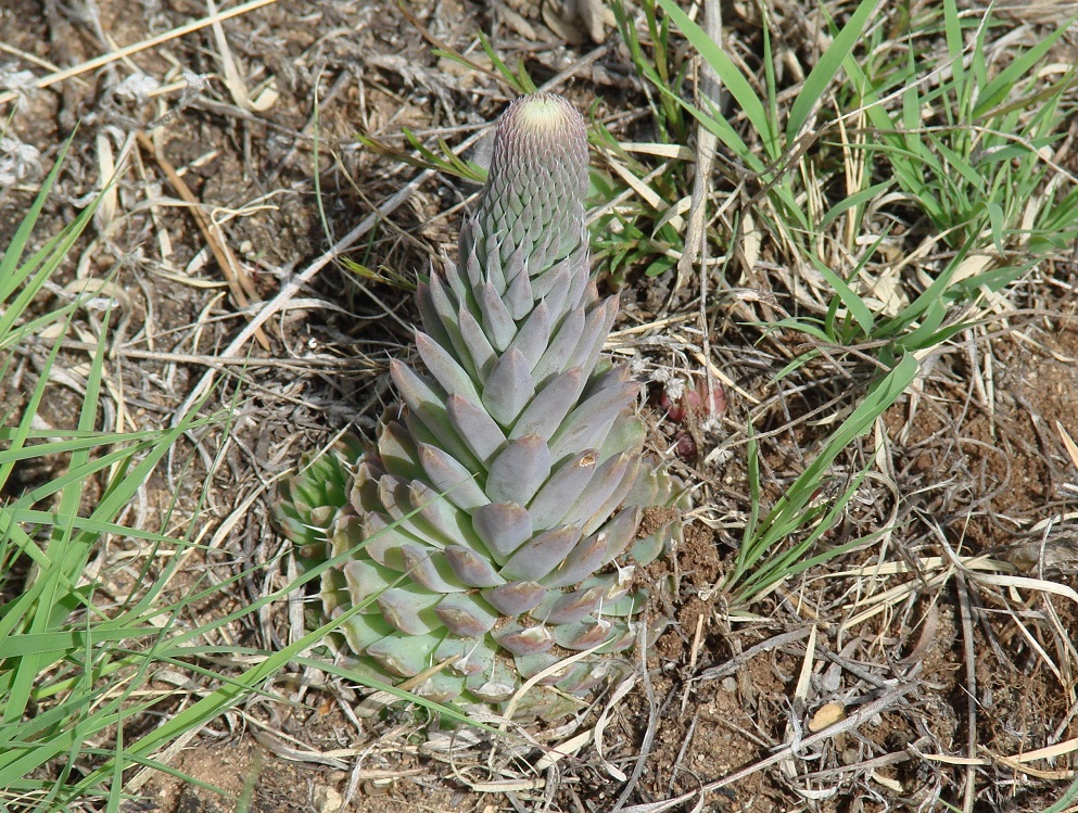 Image of Orostachys spinosa specimen.