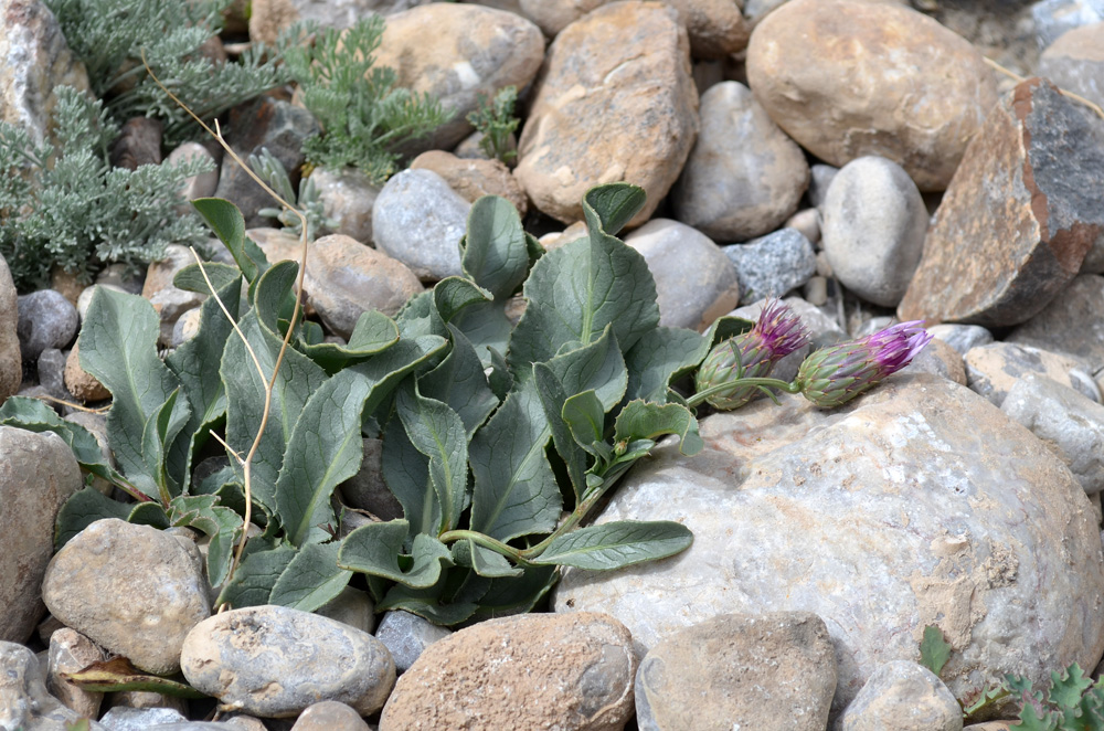 Изображение особи Klasea procumbens.