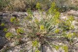 Euphorbia seguieriana. Цветущее растение. Крым, Арабатская стрелка. 19 июня 2009 г.