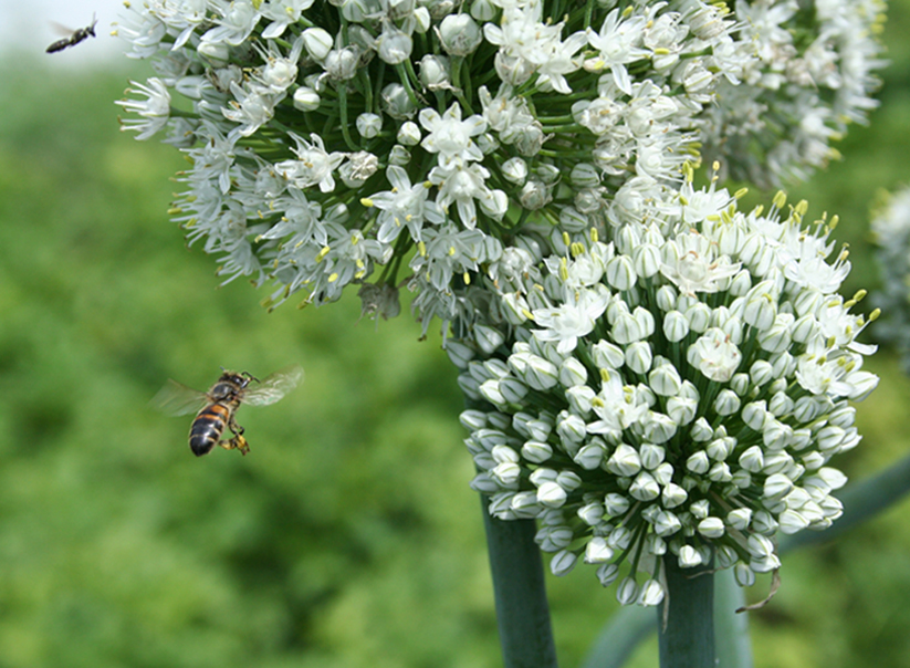 Изображение особи Allium cepa.