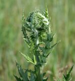 Echinops sphaerocephalus