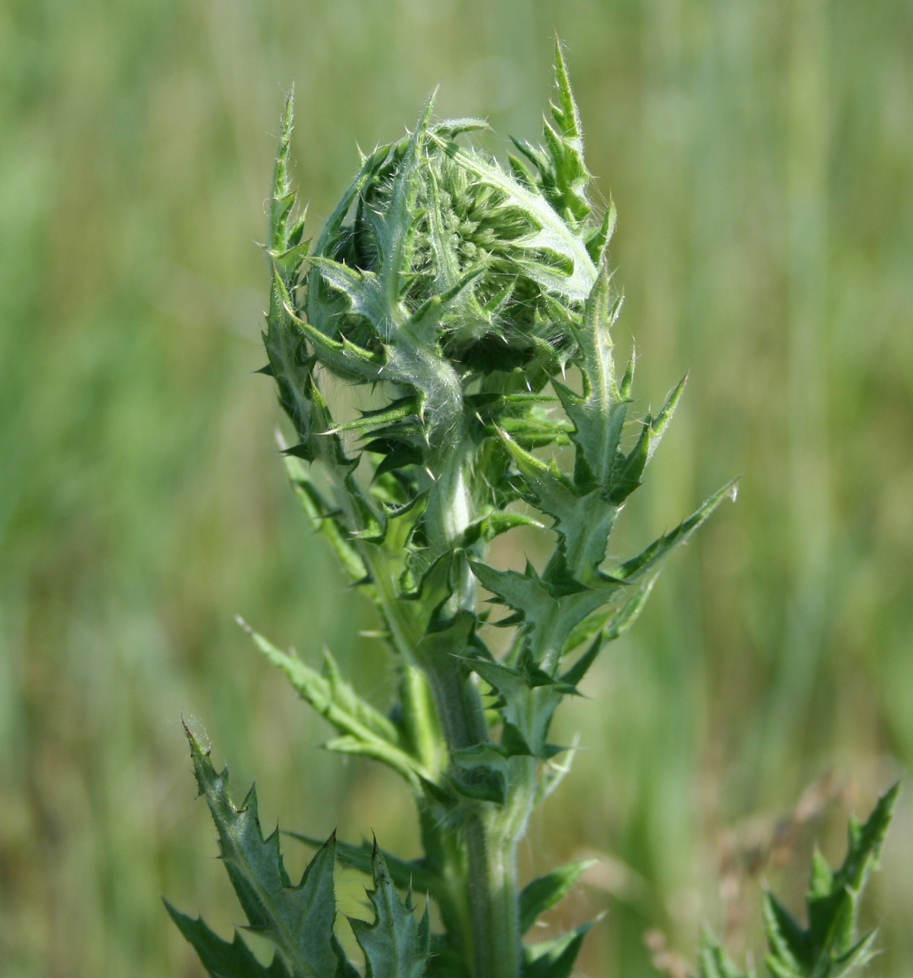 Изображение особи Echinops sphaerocephalus.