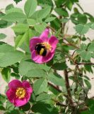 Rosa acicularis. Побеги с цветками и кормящимся шмелем. Якутия (Саха), г. Якутск, сквер. 11.06.2012.