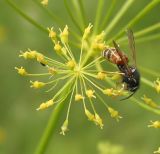 Ferula songarica