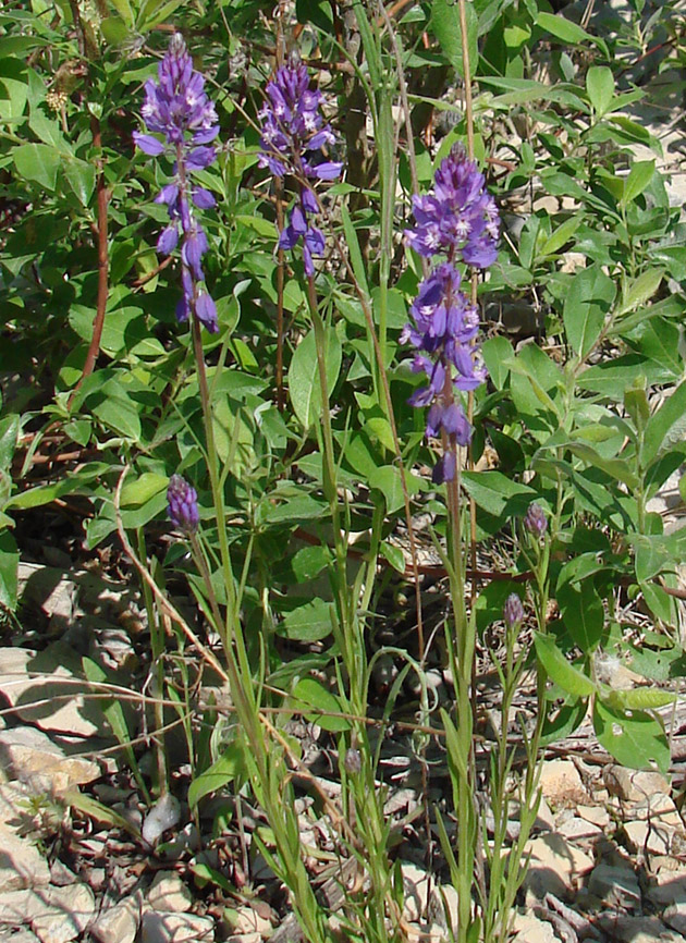 Изображение особи Polygala hybrida.