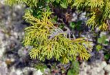 Juniperus pseudosabina