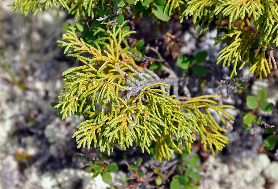 Изображение особи Juniperus pseudosabina.