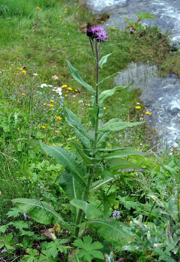 Изображение особи Cirsium helenioides.