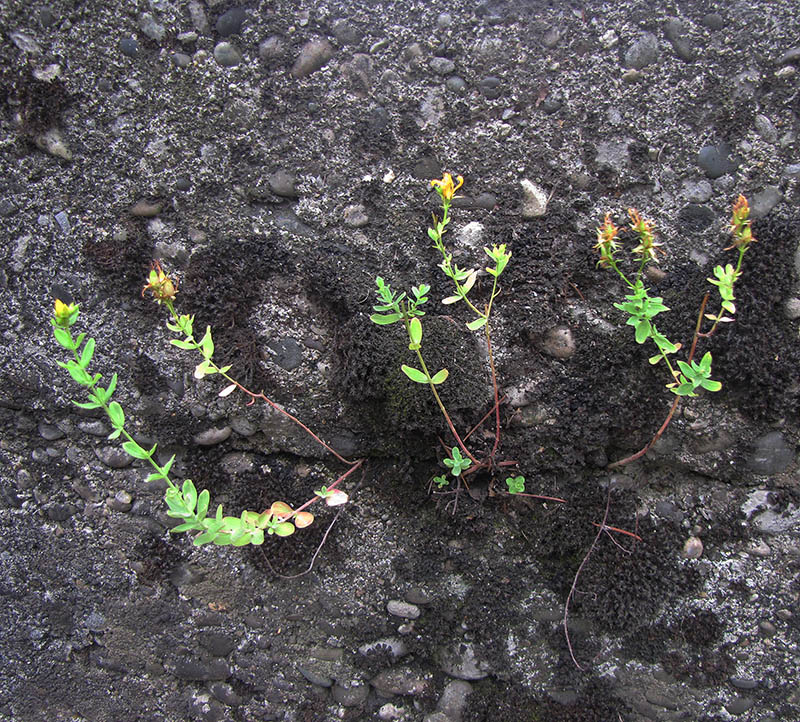 Image of genus Hypericum specimen.