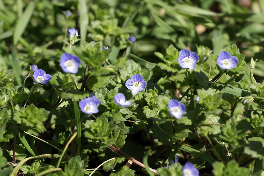 Image of Veronica persica specimen.