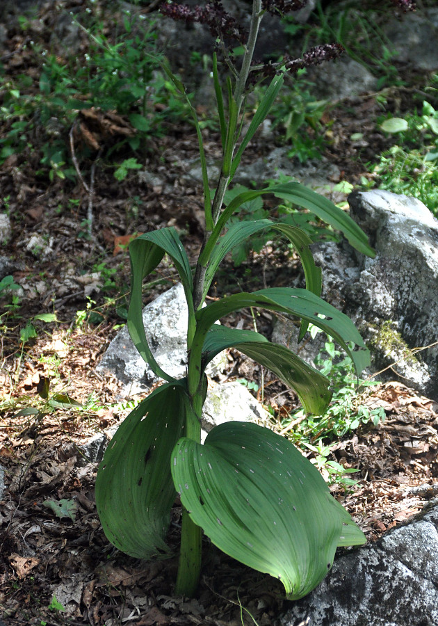 Изображение особи Veratrum ussuriense.