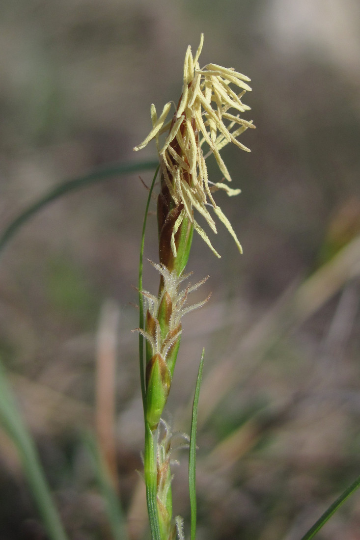 Image of Carex halleriana specimen.