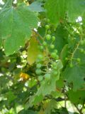 Vitis gmelinii