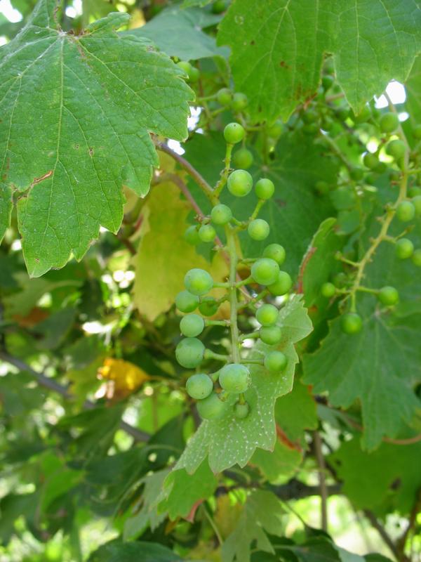 Image of Vitis gmelinii specimen.