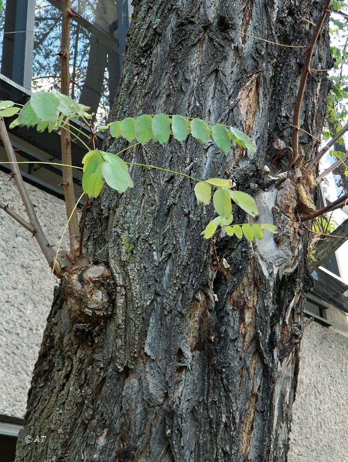 Image of Robinia pseudoacacia specimen.