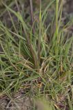 Poa bulbosa subspecies vivipara. Прикорневая часть растения. Саратов, р-н телевышки, верхушка холма, опока. 01.05.2016.