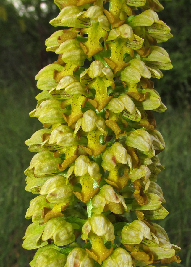 Image of Orchis punctulata specimen.