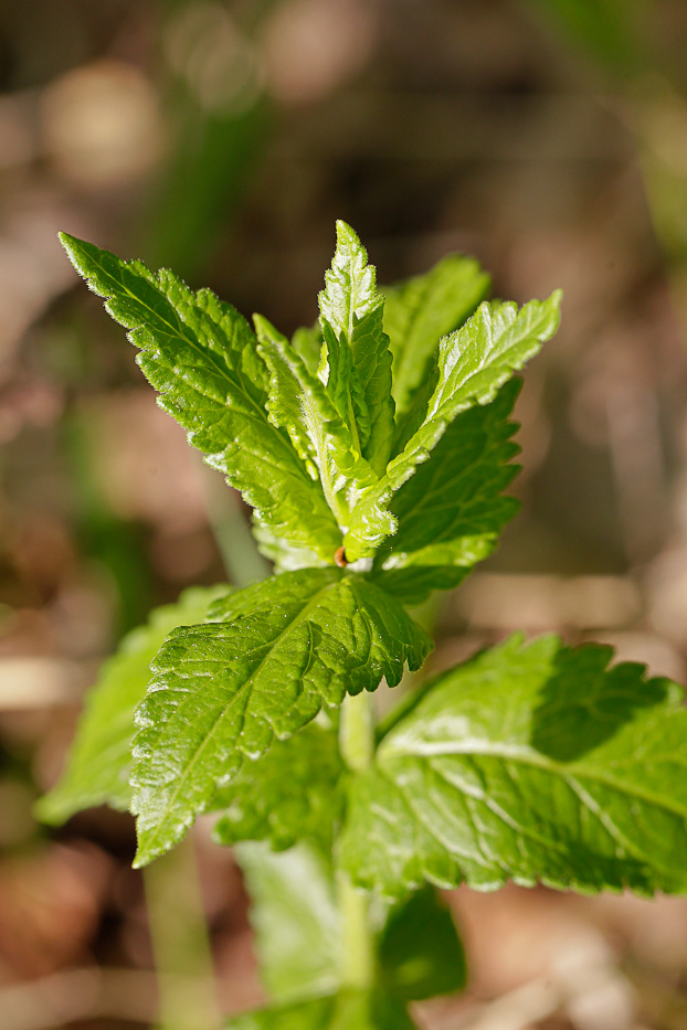 Изображение особи Veronica teucrium.