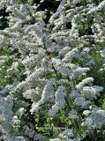 Spiraea grefsheimii
