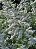 Spiraea &times; cinerea