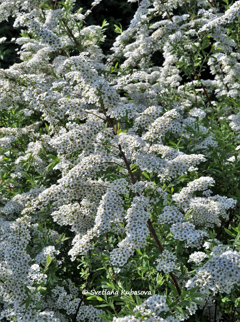Изображение особи Spiraea grefsheimii.