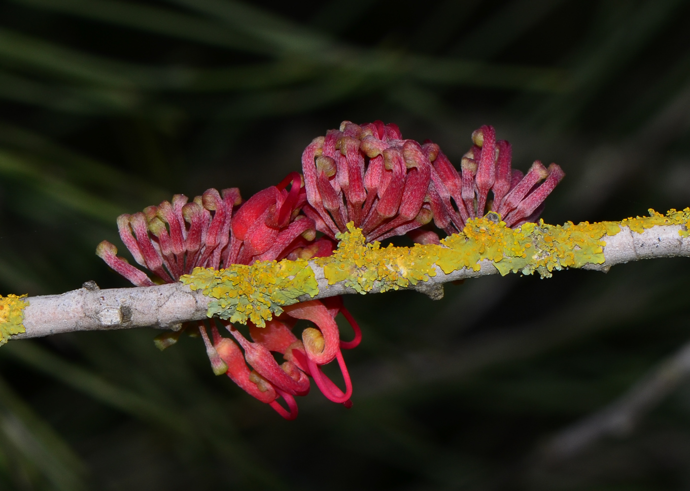 Image of Hakea orthorrhyncha specimen.